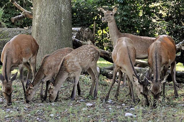 Zwischenstopp bei Um- und Ausbau des Kleinbasler Tierparks Lange Erlen