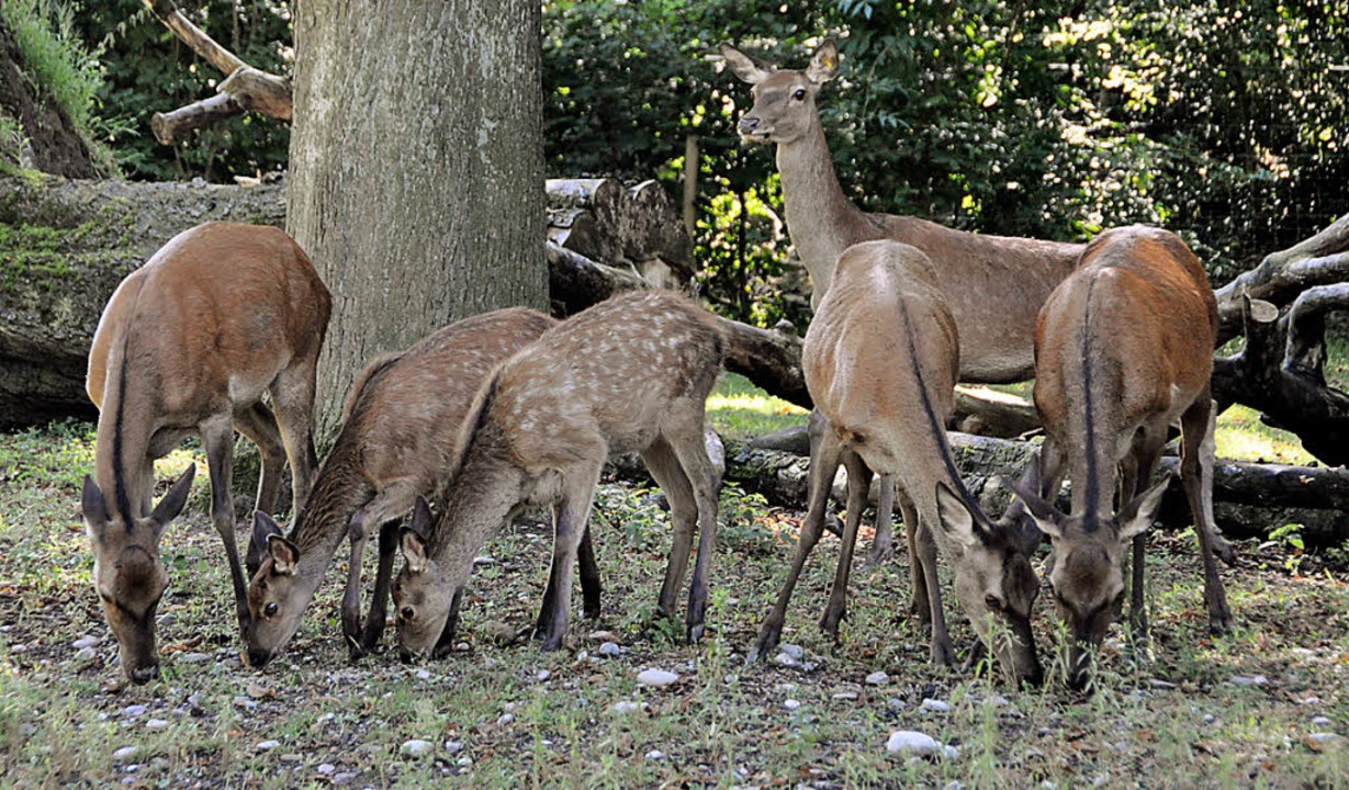 Zwischenstopp bei Um- und Ausbau des Kleinbasler Tierparks ...