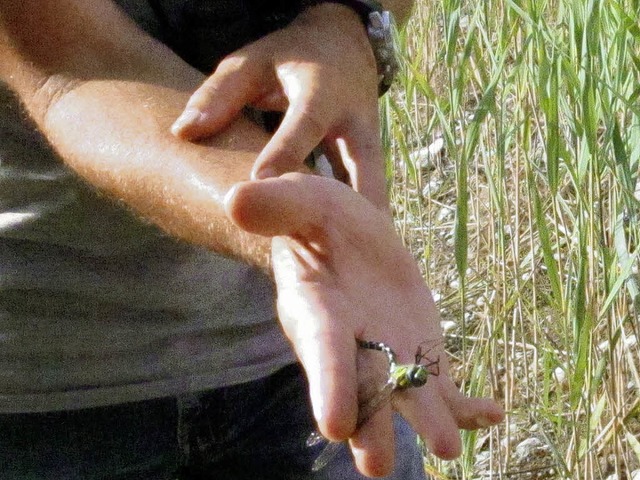 Daniel Kry zeigt eine Libelle.   | Foto: Albert Greiner