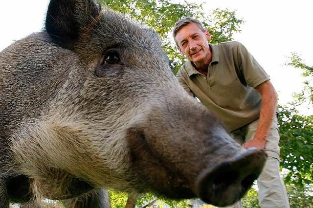 Fotos: Findelwildschwein Konrad aus Oberweier wchst und gedeiht