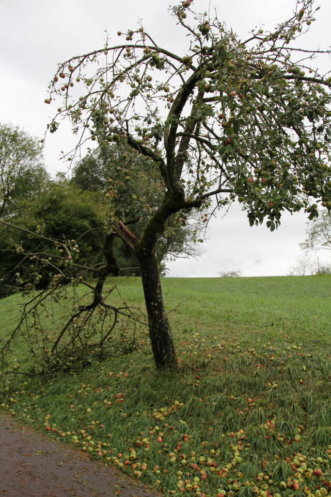 In Ballrechten-Dottingen bei Staufen am hinteren Castellberg hat der Hagel einen Apfelbaum zerfleddert.