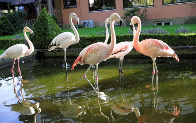 Drei neue Flamingos leisten den Artgenossen in Maleck Gesellschaft.  | Foto: Dagmar Barber