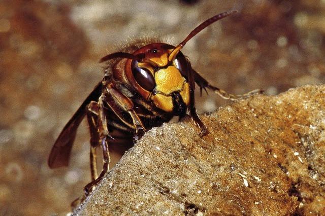 NATURZEIT: Hornissen beien lieber, statt zu stechen