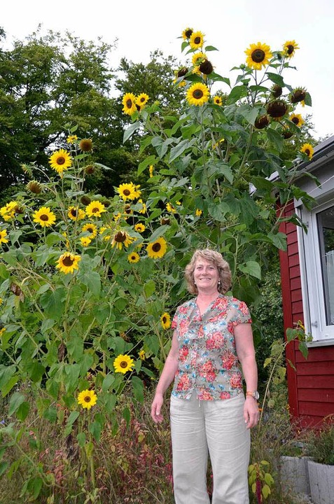 Melitta Hubers größte Blume kam auf 4,04 Meter.  | Foto: Jens Klein
