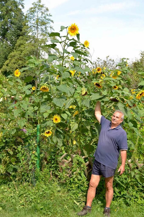 Die größte Blume von Biagio Cuppuleri misst stolze 4,13 Meter  | Foto: Jens Klein