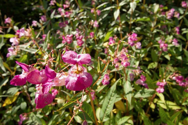 Das Indische Springkraut besticht durc...lanze und als Neophyt nicht erwnscht.  | Foto: Wilfried Dieckmann