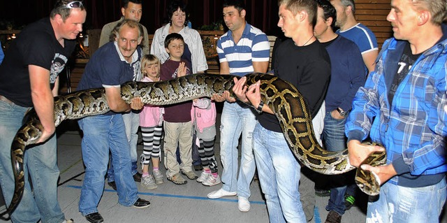 Star der Reptilienschau: Die Tigerpyth...70 Meter und ist 170 Kilogramm schwer.  | Foto: Sedlak