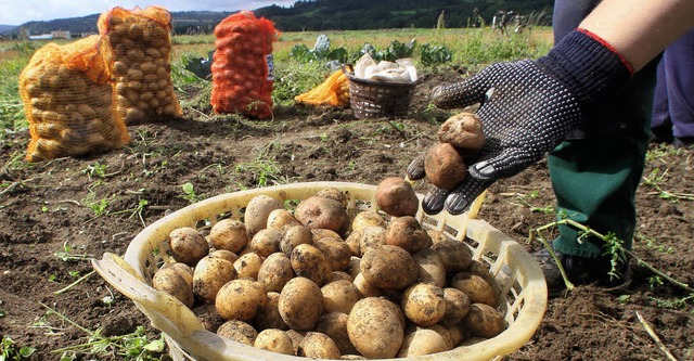 Was sich alles Leckeres aus Kartoffeln...ie Gste beim Hrdpfelfscht testen.   | Foto: DADP