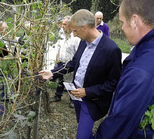 Winzer Matthias Seywald (rechts) erlu...irkungen des Hagels auf den Rebstock.   | Foto: Spranger