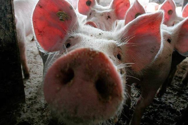 Fotos: BZ-Ferienaktion bei Bio-Schweinezchter Ralf Wollenbr in Ichenheim