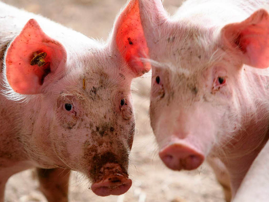 BZ-Leser gingen mit Ralf und Herbert Wollenbr ber den Bio-Bauernhof.