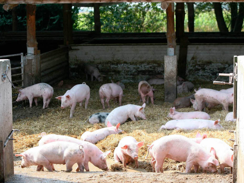 BZ-Leser gingen mit Ralf und Herbert Wollenbr ber den Bio-Bauernhof.