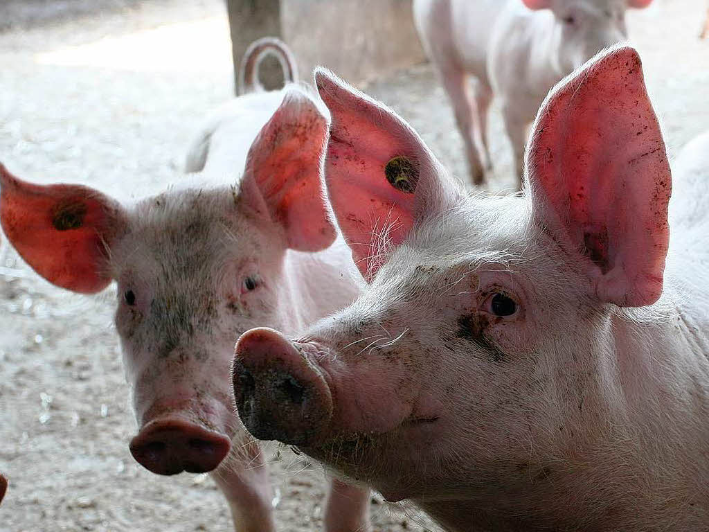 BZ-Leser gingen mit Ralf und Herbert Wollenbr ber den Bio-Bauernhof.