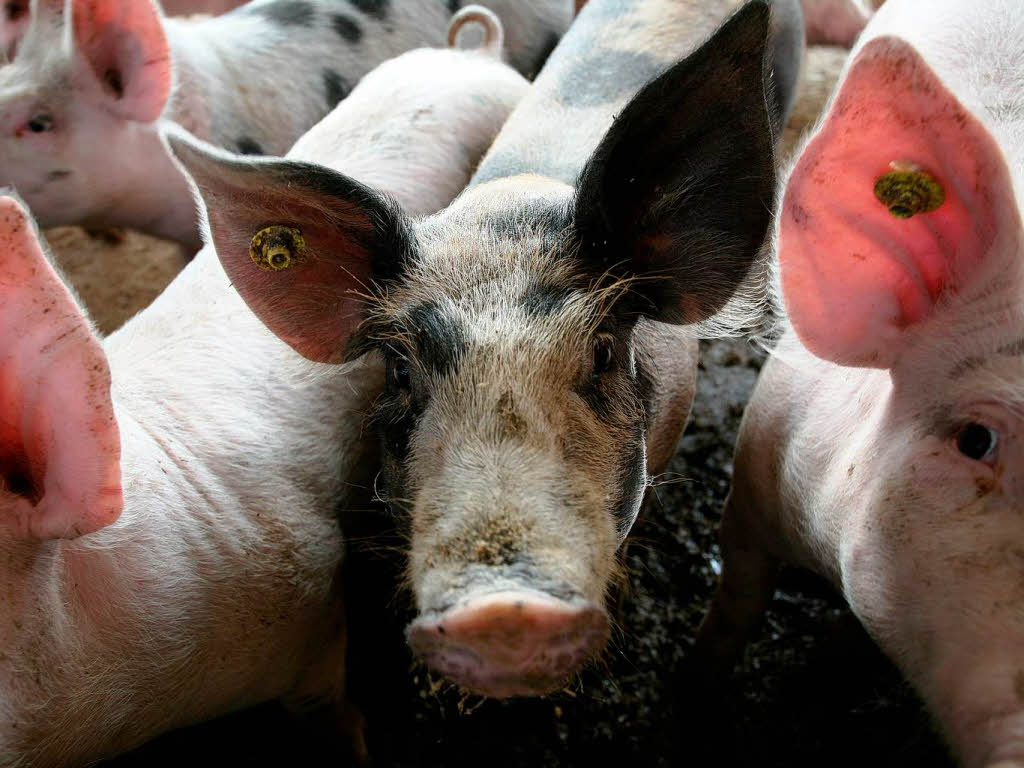 BZ-Leser gingen mit Ralf und Herbert Wollenbr ber den Bio-Bauernhof.