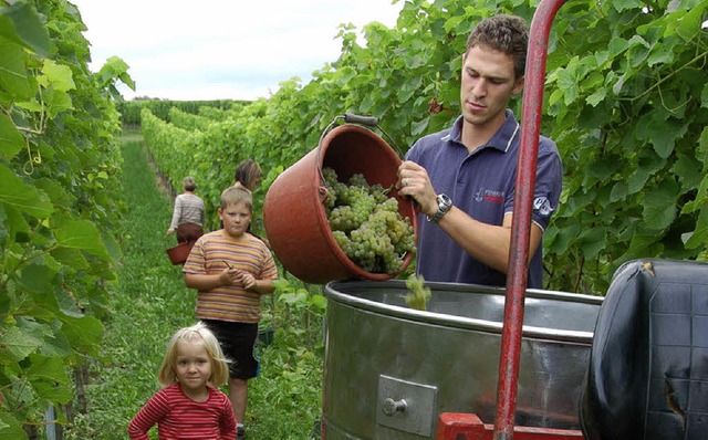 Lese im Weingut Rieger in Betberg  | Foto: sigrid umiger