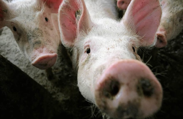 Vielleicht sind Wollenbrs Schweine glcklich, neugierig sind sie allemal.   | Foto: Bastian Henning