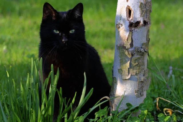 Appell an Katzenbesitzer