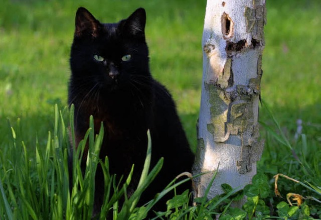 Wilde Katzen sollten kastriert werden.   | Foto: Privat