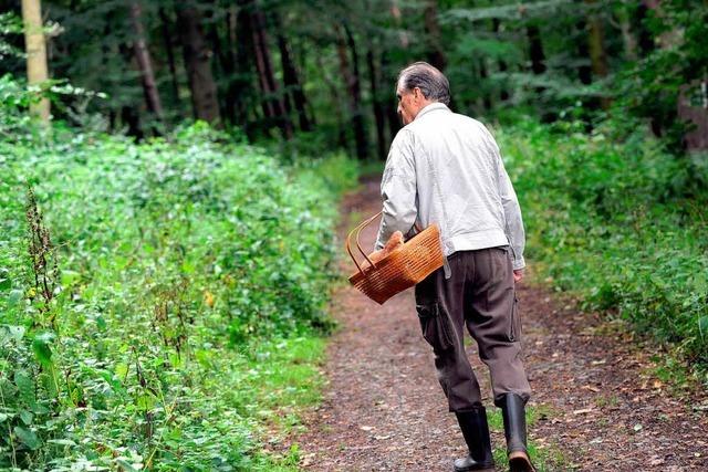 Hochschwarzwald: Wetter verleidet Sammlern die Pilzsaison