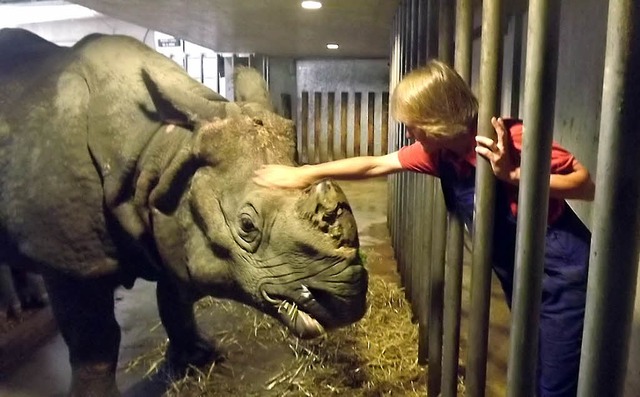 Nashornstreicheln war fr Barbara Schr...absolute Highlight ihres Zoopraktikums  | Foto: Karin Stckl-Steinebrunner