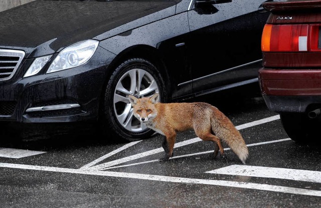 Der Fuchs ist ein Kulturfolger: Er geht dahin, wo Menschen sind.  | Foto: dpa