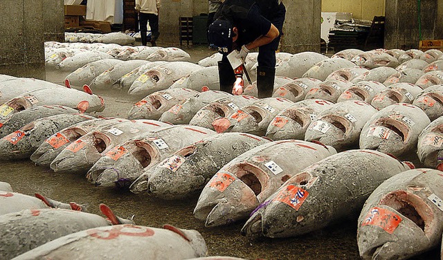 Hndler begutachten tiefgefrorene Thun... auf dem Tokioter Fischmarkt Tsukiji.   | Foto: dpa