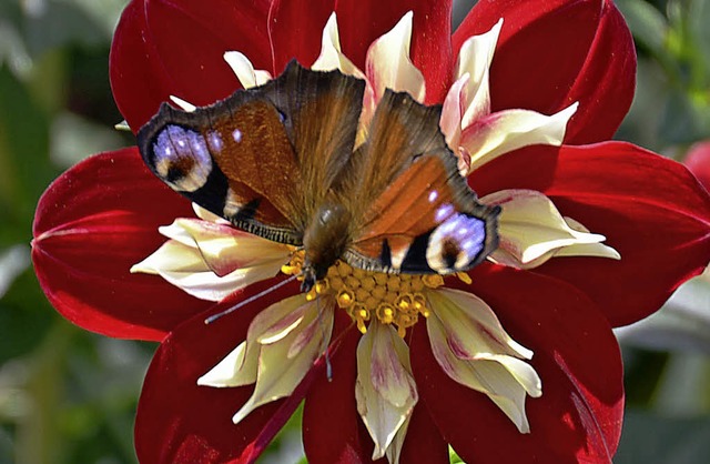 Grten erfreuen Menschen und Tiere: Am...l ganz im Zeichen grner Lebensfreude.  | Foto: Ute Wehrle