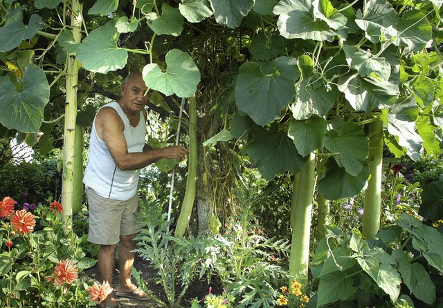 Salvatore Foglia unter dem Zucchini-Ba...m Meterma kontrolliert er die Lnge.   | Foto: Martina Proprenter