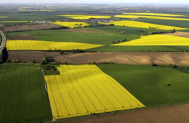 Blhender Raps sieht hbsch aus, seine...ung von Biodiesel ist aber umstritten.  | Foto: dpa