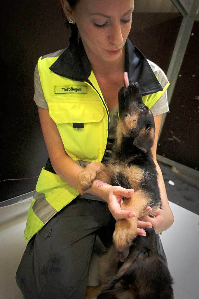 Tierpflegerin Carina Waller spielt mit Schferhundwelpen.