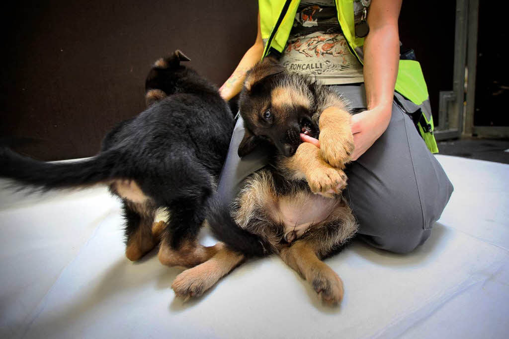 Tierpflegerin Carina Waller spielt mit Schferhundwelpen.