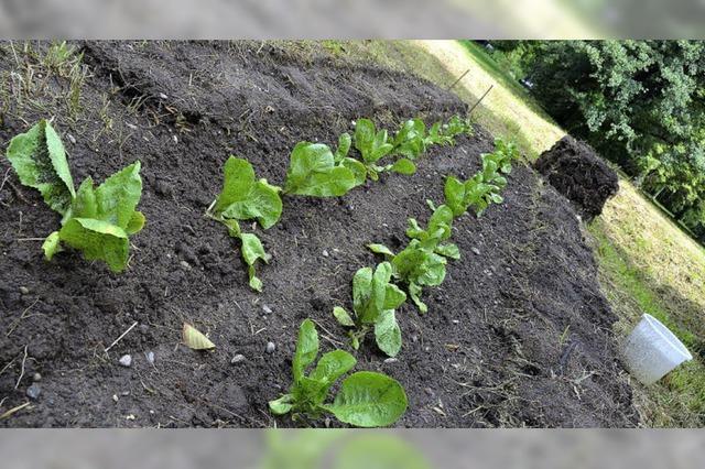 Gemsebeet im Dietenbachpark: Da haben wir den Salat!