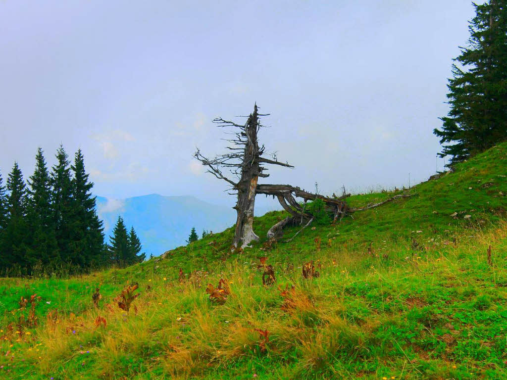 Im Gebirge beim Wolfgangsee, sterreichFoto: Brian Mailhot, Lahr-Sulz