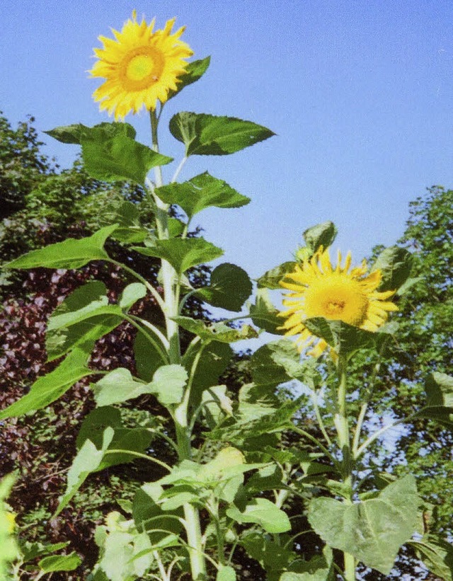 Sommerlicher Blickfang auf dem Balkon   | Foto: Privat