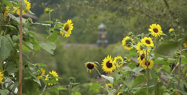 Zur Sichelhnki leuchten in Grimmelshofen die Sonneblumen!  | Foto: Binner-Schwarz