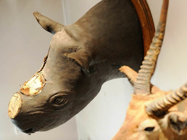 Nashorn ohne Horn im stdtischen Museum im Ritterhaus.  | Foto: dpa