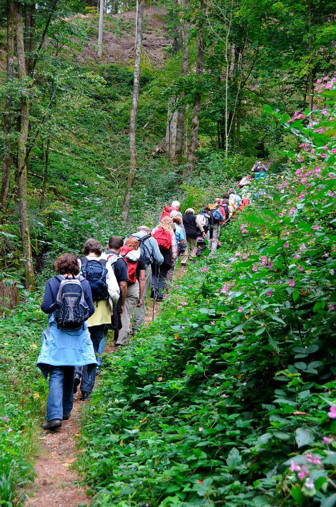 Impressionen von der Leserwanderung der BZ durch die Wehraschlucht. Impressionen von der Leserwanderung der BZ durch die Wehraschlucht.