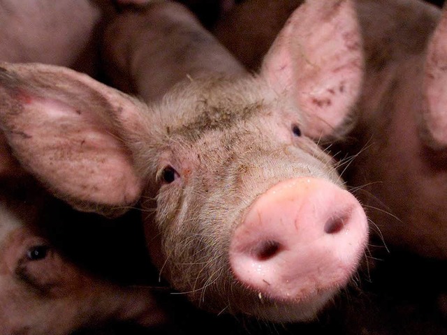 Mancher Mster dopt illegal seine Schwein  | Foto: Kai-Uwe Knoth