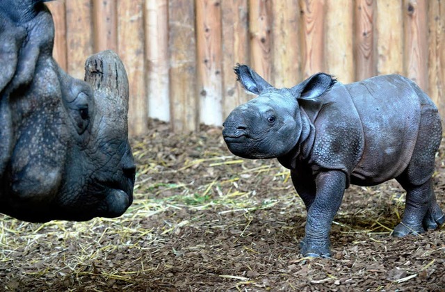 Jari und seine Mutter Quetta   | Foto: dapd