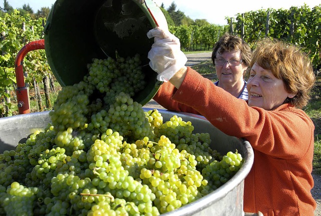 Traubenlese auf dem Limberg: In Sasbac...m Mittwoch mit der Weinlese begonnen.   | Foto: Roland Vitt