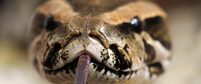 Tigerpythons und andere Reptilien woll...eln. Grenzwchter ertappten ihn dabei.  | Foto: dpa