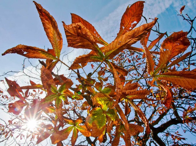 Die Sonne scheint durch herbstlich gefrbte Kastanienbltter.  | Foto: dpa