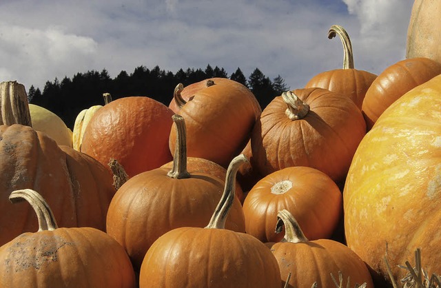 Krbis, Krbisse, Herbst  | Foto: Harald Kurz