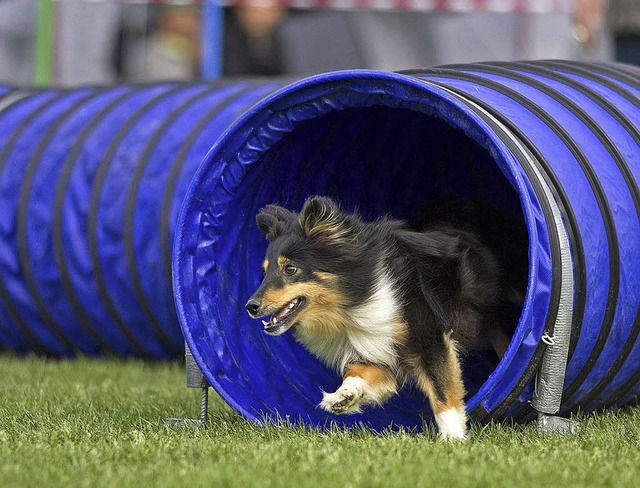 Agility Turnier Hundesportverein Offenburg  | Foto: Privat