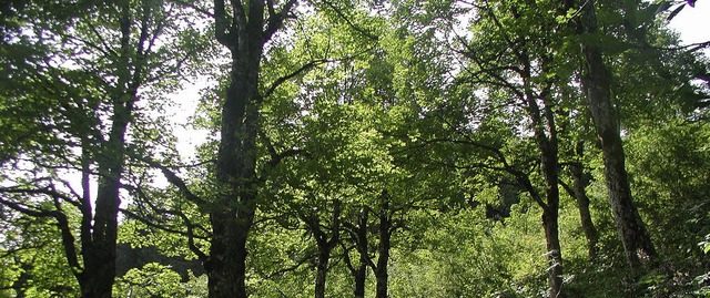 In den Kernzonen des Biosphrengebiets...Flchen, eventuell aber im Whreloch.   | Foto: Privat