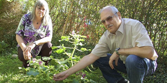 Irmgard und Siegfried Hartmeyer haben ...e genannt) in ihren Garten gepflanzt.   | Foto: Frey