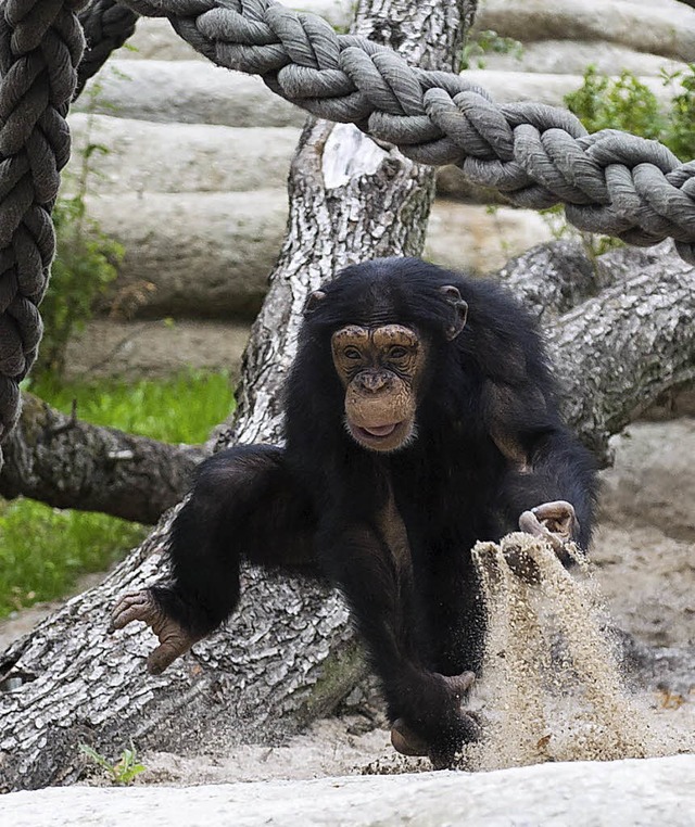 Die Schimpansen des Zolli durften als ...ihr neues Zuhause in Beschlag nehmen.   | Foto: Zoo Basel/Thorben Weber