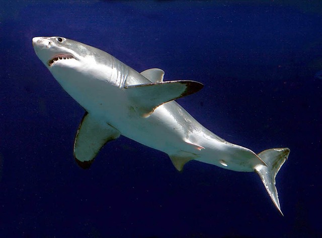 Ein groer Ruber ist der weie Hai &#...n Menschen zu frchten als umgekehrt.   | Foto: dpa