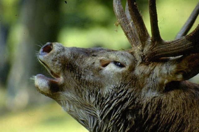 Rothirschtage : Ganz im Zeichen des Wildtieres