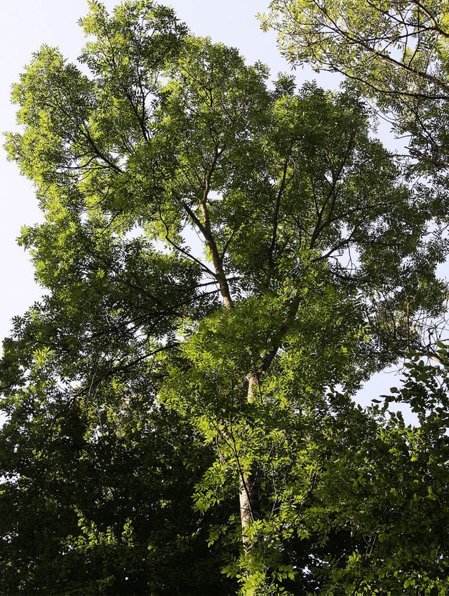 Die Krone einer etwa 80 Jahre alten Es...uptbaumart im Merdinger Schachenwald.   | Foto: silvia faller